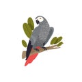 African Congo grey parrot sitting on branch, perch. Gray tropical bird with red feathers on tail. Exotic pet, domestic