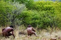 Bushman hunting, adventure and adventure in Africa