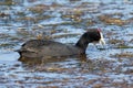 African coot