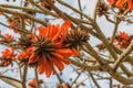 Coast coral tree Erythrina caffra, with scarlet-red flowers Royalty Free Stock Photo