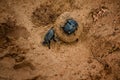 African couple of dung beetles