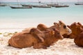 African cows are resting on the beach