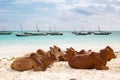 African cows are resting on the beach