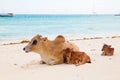 African cows are resting on the beach