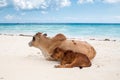 African cows are resting on the beach