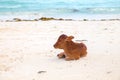 African cows are resting on the beach