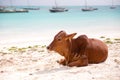 African cows are resting on the beach