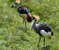African Crested Crane Royalty Free Stock Photo