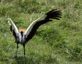 African Crested Crane