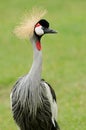 African Crested Crane Royalty Free Stock Photo