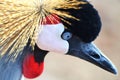 African Crested Crane Royalty Free Stock Photo