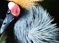 African Crested Crane Royalty Free Stock Photo