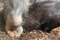 African crested porcupine