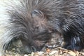 African crested porcupine