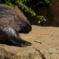 African Crested Porcupine Hystrix Cristata