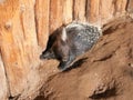 African Crested Porcupine