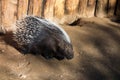 African Crested Porcupine