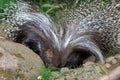 African Crested Porcupine Pair