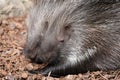 African Crested Porcupines