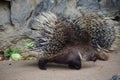 African Crested Porcupines, Hystrix cristata