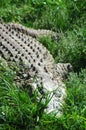 African Crocodile Royalty Free Stock Photo