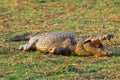 African crocodile 4 Royalty Free Stock Photo