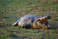 African crocodile Royalty Free Stock Photo