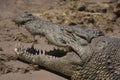 African Crocodile (Chobe NP, Botswana) Royalty Free Stock Photo