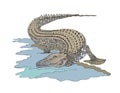 African Crocodile color Illustration  Reptile Royalty Free Stock Photo