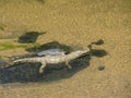 African Crocodile Crocodylus niloticus cooling off