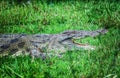 African crocodile in Murchison falls National Park, Uganda Royalty Free Stock Photo