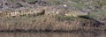 African crocodile in panoramic photo Royalty Free Stock Photo