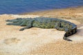 African crocodile on a sandbank