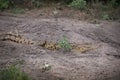 African crocodile on the shore