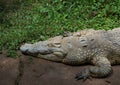 African crocodile sunbathing Royalty Free Stock Photo