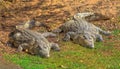 African Crocodiles resting