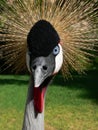 African Crown Crane