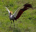 African Crowned Crane