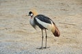 African-crowned crane