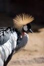 African Crowned Crane Royalty Free Stock Photo