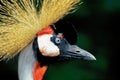 African Crowned Crane (Balearica regulorum), Africa