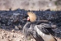 African Crowned Crane Balearica regulorum has a golden crown Royalty Free Stock Photo