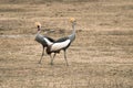 African crowned crane, Balearica regulorum Royalty Free Stock Photo