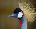 African Crowned Crane Balearica regulorum Royalty Free Stock Photo