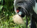 African Crowned Crane Royalty Free Stock Photo