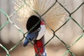 African crowned crane Royalty Free Stock Photo