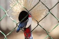 African crowned crane Royalty Free Stock Photo