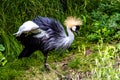 African crowned crane. Calgary Zoo, Calgary, Alberta, Canada Royalty Free Stock Photo