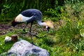 African crowned crane. Calgary Zoo, Calgary, Alberta, Canada Royalty Free Stock Photo
