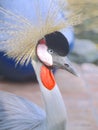 African Crowned Crane closeup Royalty Free Stock Photo